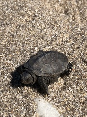 Malaclemys terrapin terrapin