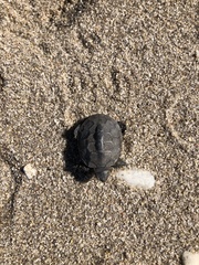 Malaclemys terrapin terrapin