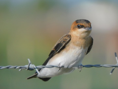 Alopochelidon fucata