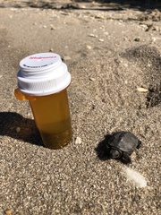 Malaclemys terrapin terrapin