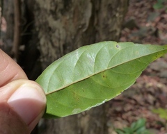 Ventilago madraspatana