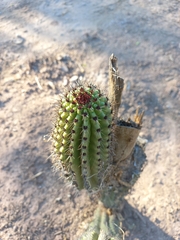 Stenocereus thurberi