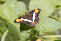 Adelpha syma