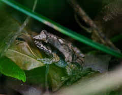 Physalaemus cuvieri