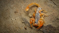 Paruroctonus gracilior