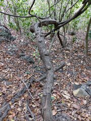 Ventilago madraspatana