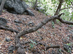 Ventilago madraspatana