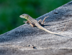 Cnemidophorus cryptus