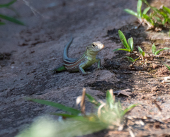 Cnemidophorus cryptus