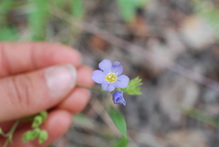 Polemonium