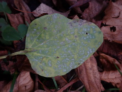 Golovinomyces sordidus