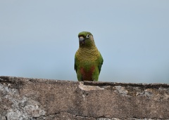 Pyrrhura frontalis
