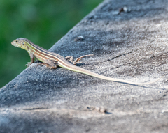 Cnemidophorus cryptus