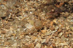 Ebalia intermedia