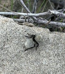 Dasymutilla sackenii
