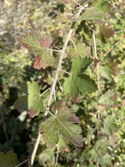 Ribes divaricatum