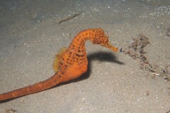 Hippocampus abdominalis