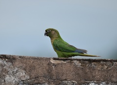 Pyrrhura frontalis