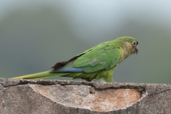 Pyrrhura frontalis