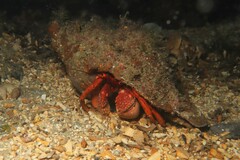 Paguristes frontalis