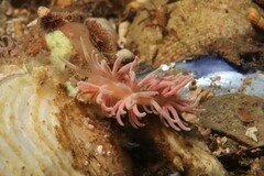 Phyllodesmium serratum