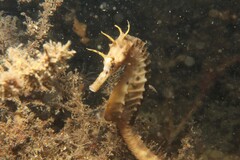 Hippocampus abdominalis
