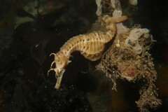 Hippocampus abdominalis