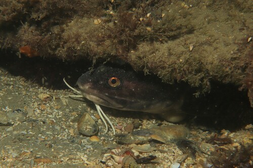 Ling (Genypterus tigerinus) — Ophidiidae — 4