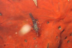 Rhynchocinetes australis