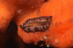 Phrikoceros
