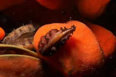 Phrikoceros