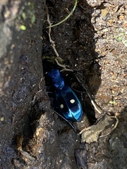 Pseudoxycheila tarsalis