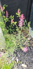 Fumaria officinalis