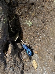 Pseudoxycheila tarsalis