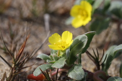 Camissoniopsis cheiranthifolia cheiranthifolia