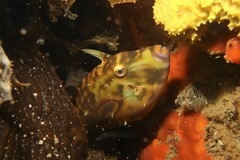 Meuschenia hippocrepis