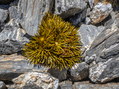 Aciphylla simplex