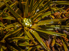Aciphylla simplex