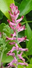 Fumaria officinalis