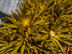 Aciphylla simplex