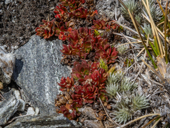 Epilobium tasmanicum