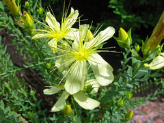 Hypericum polyphyllum