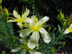 Hypericum polyphyllum