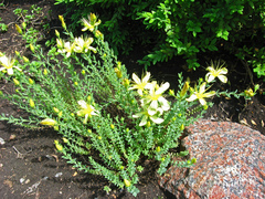 Hypericum polyphyllum