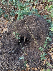 Formica polyctena