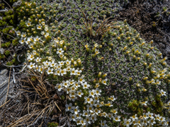 Myosotis pulvinaris