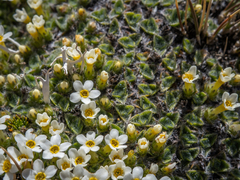 Myosotis pulvinaris