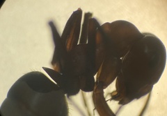 Formica polyctena