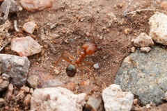Pheidole desertorum