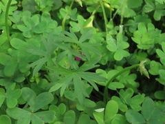Geranium dissectum